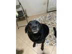 Adopt Leonidas a Black - with Tan, Yellow or Fawn Rottweiler / Mastiff / Mixed