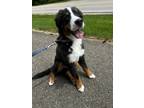 Adopt Rex a Black - with Tan, Yellow or Fawn Bernese Mountain Dog / Mixed dog in