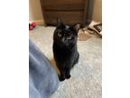 Adopt Nala a Black (Mostly) American Shorthair / Mixed (short coat) cat in