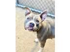 Adopt Zabba a Gray/Silver/Salt & Pepper - with White Pit Bull Terrier / Mixed