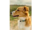Adopt Ollie a Tan/Yellow/Fawn - with White English Shepherd / Mixed dog in Adel