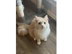 Adopt Peter a Orange or Red Domestic Mediumhair / Mixed (medium coat) cat in