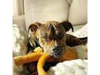Adopt Dreamer a Brindle American Pit Bull Terrier / Boxer dog in Tampa