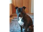 Adopt Maveric a Brindle - with White American Pit Bull Terrier / Bull Terrier /