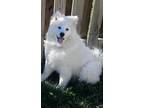 Adopt Nimbus a White Samoyed / Mixed dog in Stafford, VA (41566753)