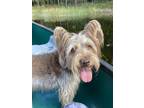 Adopt Cocoa a Brown/Chocolate - with Tan Schnauzer (Miniature) / Terrier