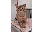 Adopt Willy a Domestic Short Hair, Tabby