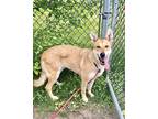 Adopt Rylee a Tan/Yellow/Fawn German Shepherd Dog / Mixed dog in Chicago