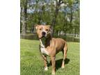 Adopt King a Tan/Yellow/Fawn - with White American Pit Bull Terrier / Mixed dog