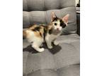 Adopt Clementine a Calico or Dilute Calico Calico / Mixed cat in Forest Hill
