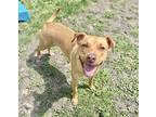 Adopt Masala a Tan/Yellow/Fawn Pit Bull Terrier / Mixed dog in Chicago