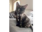 Adopt Button Hobart a Tortoiseshell Domestic Shorthair (short coat) cat in