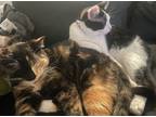 Adopt Lulu and Ahri a Black & White or Tuxedo American Wirehair / Mixed (short