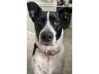 Adopt Daphne a White - with Black Australian Cattle Dog / Mixed dog in