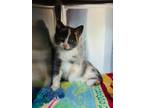 Adopt Charmander a Domestic Shorthair / Mixed cat in Edmonton, AB (41565537)