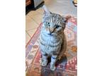 Adopt Andre Braugher a Brown Tabby Domestic Shorthair (short coat) cat in