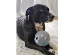 Adopt Willow a Black - with White Labrador Retriever / American Pit Bull Terrier
