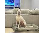 Adopt Luna a White Dogo Argentino / Mixed dog in Newnan, GA (41566706)