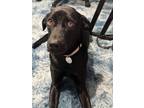 Adopt Pyra a Black Labrador Retriever / Greyhound / Mixed dog in Stratford