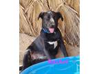 Adopt Rachel a Black - with White Mixed Breed (Medium) / Mixed dog in Calexico