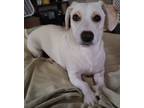 Adopt Pearl a White Basset Hound / Jack Russell Terrier / Mixed dog in San