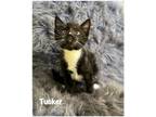 Adopt Tucker a Domestic Shorthair / Mixed (short coat) cat in Fallbrook