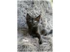 Adopt Theo a Domestic Shorthair / Mixed (short coat) cat in Fallbrook