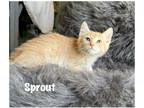 Adopt Sprout a Domestic Shorthair / Mixed (short coat) cat in Fallbrook