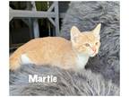 Adopt Martie a Domestic Shorthair / Mixed (short coat) cat in Fallbrook