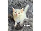 Adopt Cinder a Domestic Shorthair / Mixed (short coat) cat in Fallbrook