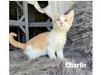Adopt Charlie a Domestic Shorthair / Mixed (short coat) cat in Fallbrook
