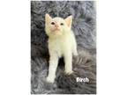 Adopt Birch a Domestic Shorthair / Mixed (short coat) cat in Fallbrook