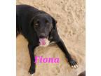 Adopt Fiona a Black - with White Mixed Breed (Medium) / Mixed dog in Calexico