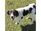 Adopt Cal a White - with Black Pointer / Beagle / Mixed dog in Plainfield