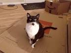 Adopt Mittens a Black & White or Tuxedo Domestic Shorthair / Mixed (short coat)