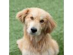 Adopt Happy a Tan/Yellow/Fawn Golden Retriever / Mixed dog in Escondido