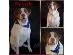 Adopt Frank a White - with Red, Golden, Orange or Chestnut Pit Bull Terrier /