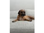 Adopt Briggs a Brown/Chocolate - with Black Basset Hound / Pug / Mixed dog in