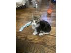 Adopt Fern a Tan or Fawn (Mostly) Domestic Shorthair (short coat) cat in