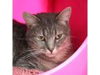 Adopt Zeus a Domestic Shorthair / Mixed cat in Des Moines, IA (41566512)