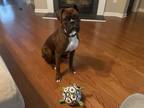 Adopt Riley a Brindle - with White Boxer / Boxer / Mixed dog in Marietta