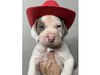 Adopt Otis a White - with Red, Golden, Orange or Chestnut American Pit Bull