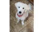 Adopt Maverick a White Poodle (Miniature) / Mixed dog in San Tan Valley