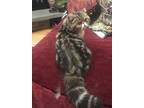 Adopt Octavia a Gray, Blue or Silver Tabby Exotic / Mixed (medium coat) cat in