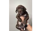 Adopt Finn a Brown/Chocolate American Pit Bull Terrier / American Staffordshire