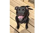 Adopt Luna a Black - with White Mixed Breed (Medium) / Staffordshire Bull