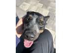 Adopt Bloo a Black - with Tan, Yellow or Fawn Australian Cattle Dog / Mixed dog