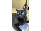 Adopt George a All Black Domestic Shorthair / Mixed (short coat) cat in