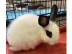 Adopt Rocky a Other/Unknown / Mixed rabbit in Monterey, CA (41566501)