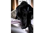 Adopt Barbie a Black - with White Greyhound / Mixed dog in Tucson, AZ (41566490)